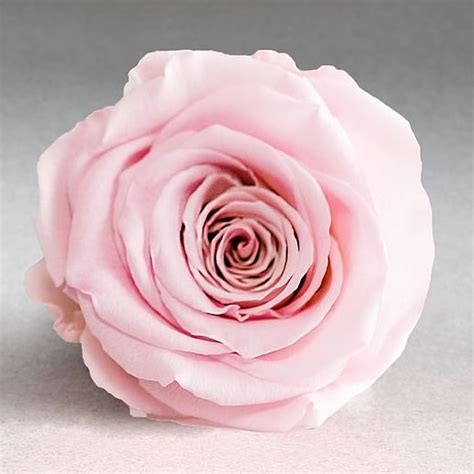 Luxury One Year Preserved Roses Pink 04 Wholesale Dutch Flowers