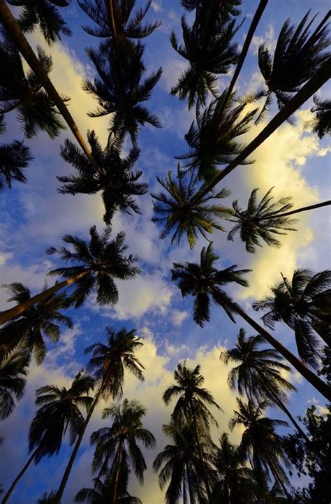 Free Download Palm Trees Backgrounds 493x750 For Your Desktop Mobile