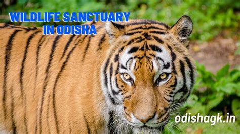 List Of Top Wildlife Sanctuary In Odisha Free Pdf Odishagk In