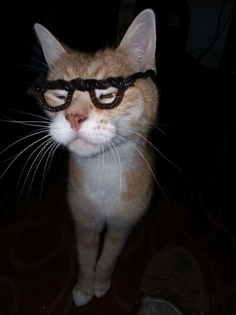 Psbattle This Cat Wearing Pipe Cleaner Glasses Photoshopbattles
