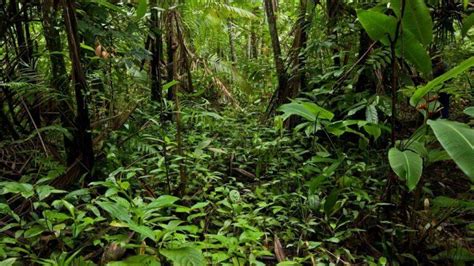 Selva Tropical En México Características Ubicación Relieve Flora Fauna