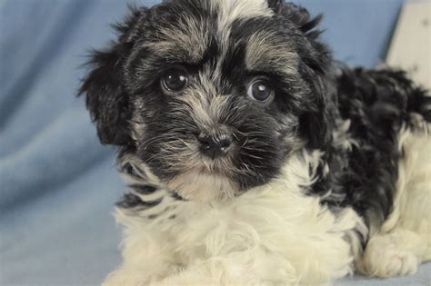 I have havanese puppies available in riverside county, caifornia. Havanese Puppies for Sale | Royal Flush Havanese