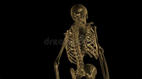 3d Animation Of The Human Anatomy Stock Video Video Of Anatomy Clip
