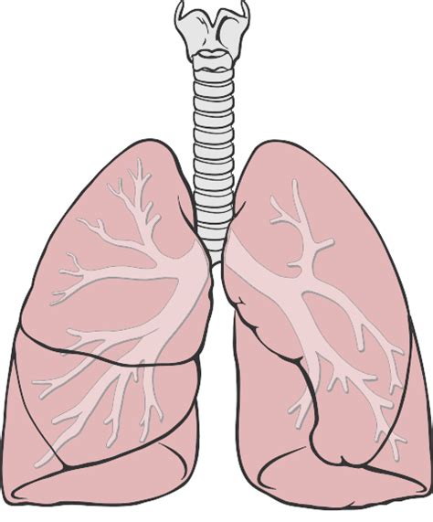 Filelungs Diagram Simplesvg Wikimedia Commons