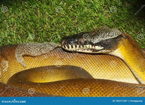 The White Lipped Python Snake In Garden Stock Image Image Of Looking