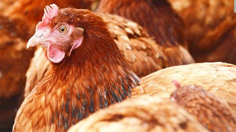 Cdc Report Crushes Your Dreams Of Kissing A Chicken Cnn