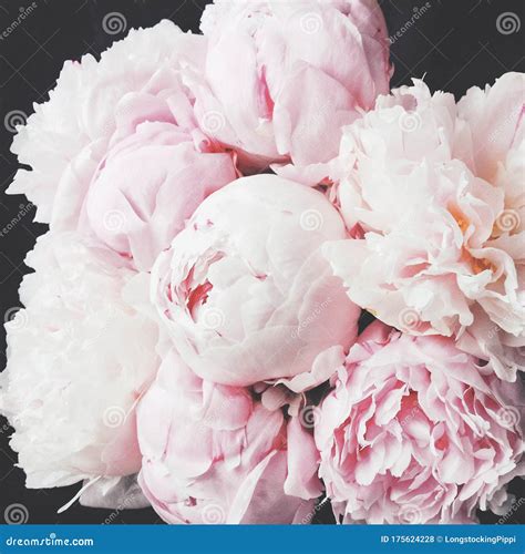 Beautiful Fresh Pink And White Peony Flowers In Full Bloom On Dark