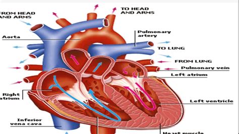 Heart Anatomy Youtube