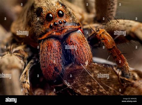 Wolf Spider Fangs Archives Spiders Faq