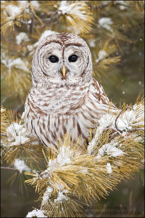 Photo Barred Owl In Snow Covered Tree