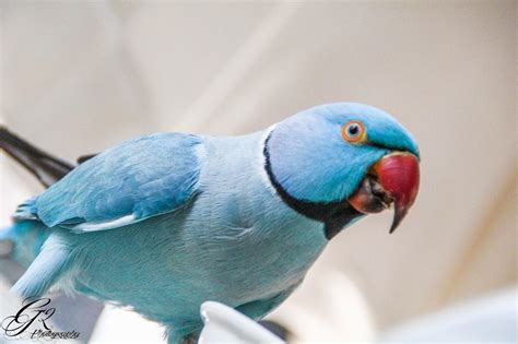 G2 Photography 1 20 14 Blue Indian Ringneck Parakeet