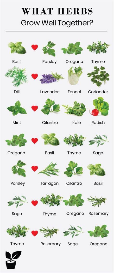 The Ultimate Guide To Planting Herbs Together 21bankruptcy