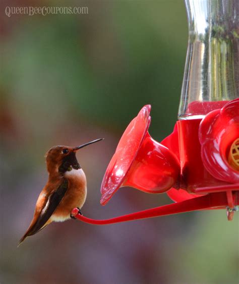 When creating a sugar solution for your feeder, the best ratio is 1 part white, granulated sugar to 4 parts water , since this closely approximates the concentrations found in the nectar of wildflowers they prefer. simple syrup ratio for hummingbirds