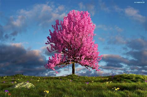 Łąka Kwitnące Różowe Drzewo Niebo Huśtawka