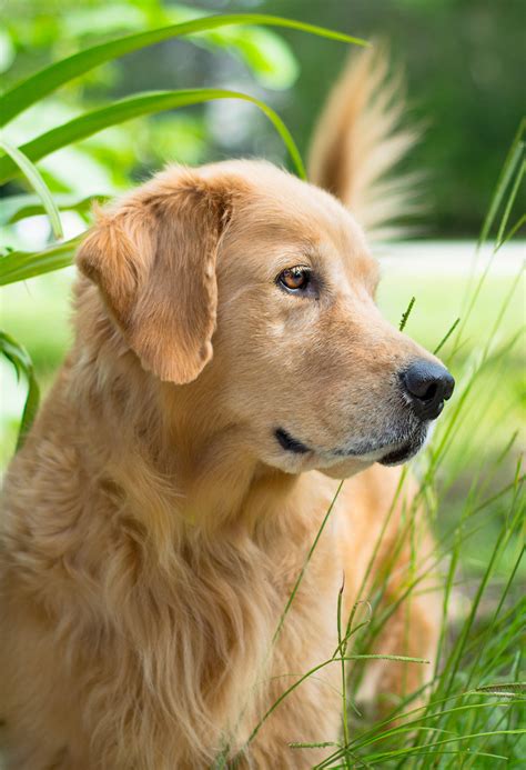 Pictures Of Golden Retrievers Golden Retriever Photo Gallery