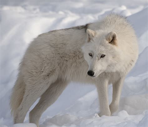 Arctic Wolf Prince Georges County Parents Maryland Blog