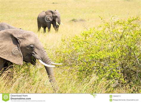 Cuatro Elefantes Que Se Mueven Lejos En La Sabana Del Masai Mara Park