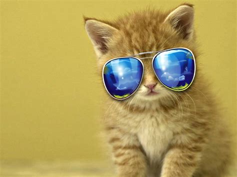 Cool Kittie Cat Hd Desktop Wallpaper Widescreen High Definition