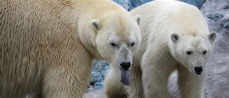 ‘invasion Polar Bears Terrorize Arctic Town The Daily Caller