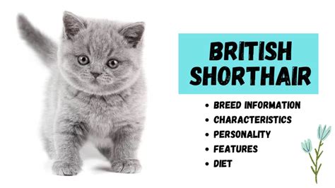 The British Shorthair Cat Breed Information Pets Beast