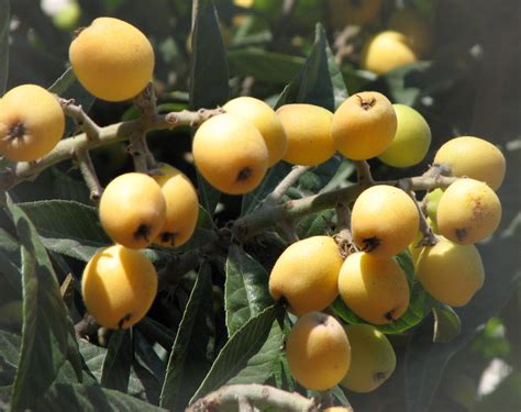 Father Julians Blog Two More Maltese Fruit