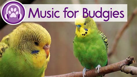 💤 Relax My Budgie Expert Created Music To Calm Your Budgie Parakeet