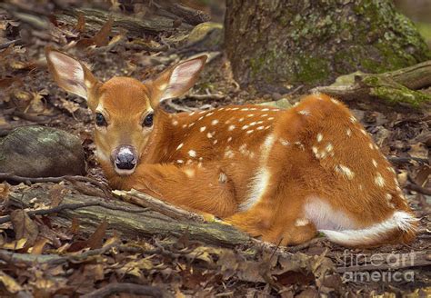 Whitetail Fawn Bedded In Woods I Photograph By Gary W Griffen Pixels
