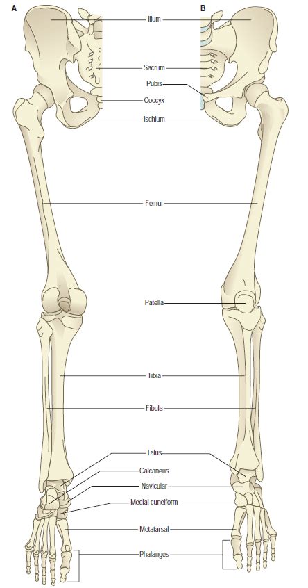 On The Left A Posterior View Of The Of The Bones Of The Lower Limb