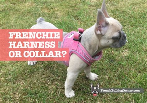This set includes harness , collar and matching leash , the flower decoration on collar is removable. French Bulldog Harness or Collar: Which is Best for Safety?