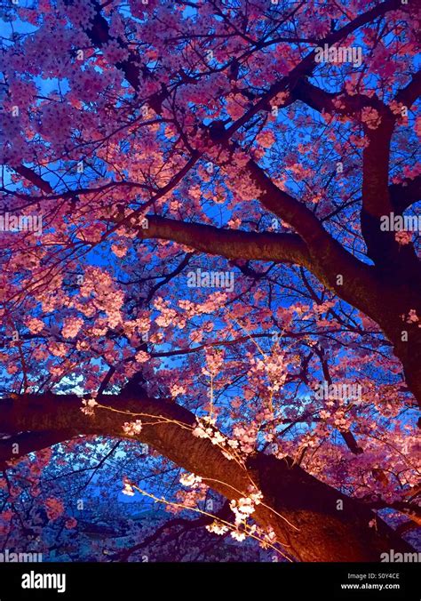 Japanese Cherry Blossom At Night Stock Photo Alamy