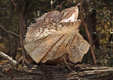 Top 10 Frilled Lizard Facts A Lizard With A Giant Frill