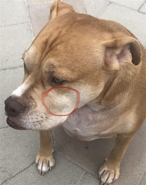 Just Noticed This Bump On My Dog Does Anyone Have An Idea What It Is