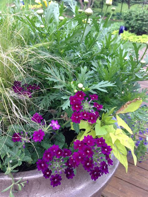 The Best Perennials For Containers A Comprehensive Guide