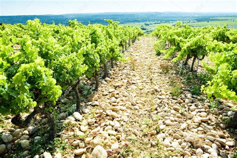 Vineyards Provence France — Stock Photo © Phbcz 3835353