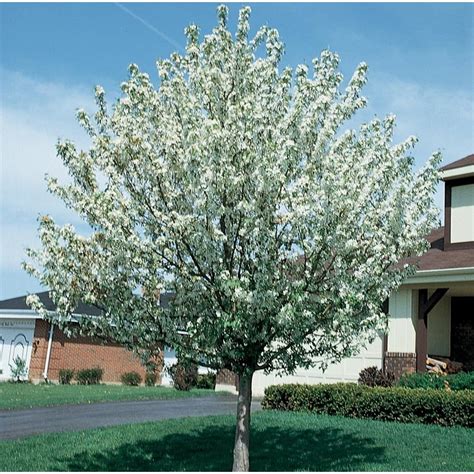 728 Gallon White Snowdrift Crabapple Flowering Tree In Pot With Soil