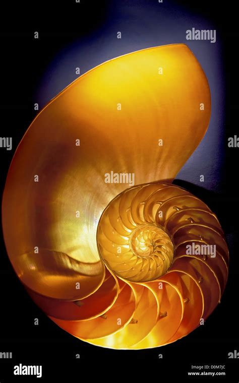 Querschnitt Einer Chambered Nautilus Muschel Mit Kammern Und Fibonacci