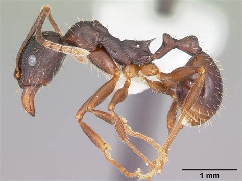 Aphaenogaster Picea Putnam County Site Observations Scorpionflies