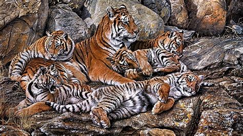3072x768px Free Download Hd Wallpaper Group Of Tigers Predators