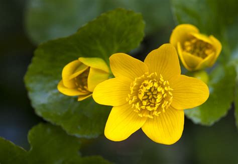 Marsh Marigold Plant Care And Growing Guide