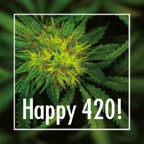 420 is now known as pot smokers day, but in the early 90s, april 20th was national smoke out day, encouraging people not to smoke cigarettes. Medical Marijuana Dispensaries Celebrate '420' Today | Top ...