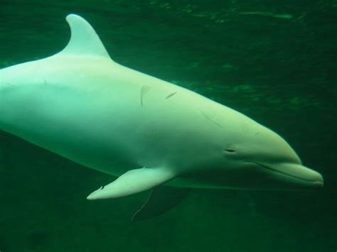 Australians Launch Lawsuit To Defend Taiji Dolphins Echonetdaily