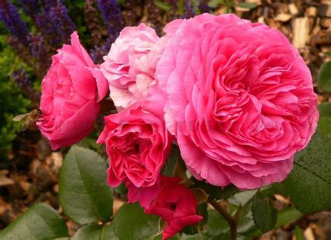 Buy Baronesse ® Floribunda Rose Agel Rosen