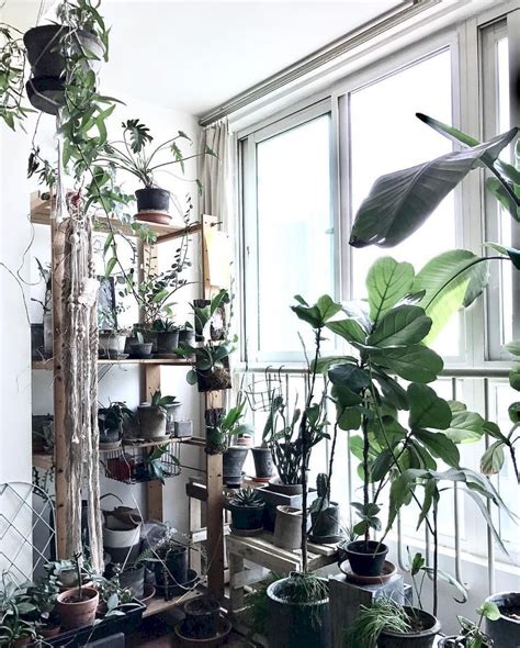 Apartment Indoor Gardening With Tropic Indoor Plants Home To Z Indoor