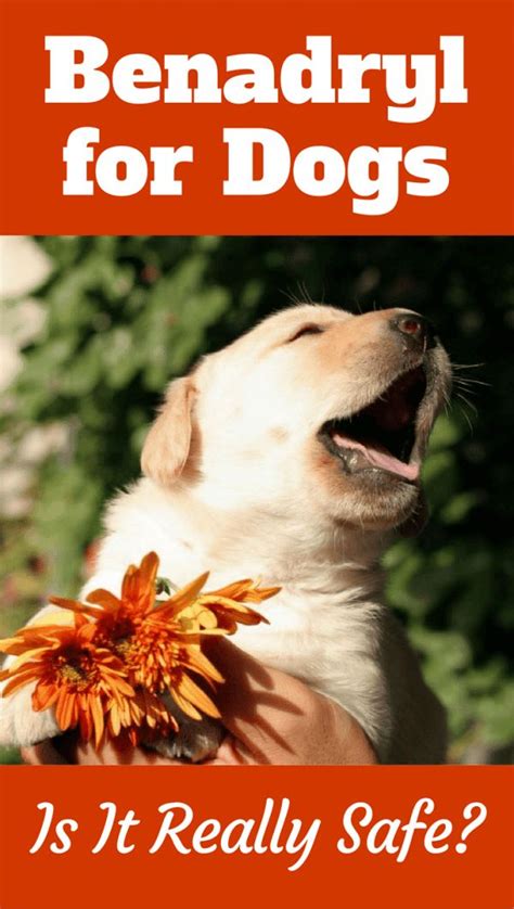 What Is The Best Antihistamine For Dog Allergies
