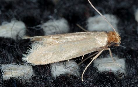 Webbing Clothes Moths In Elizabeth City Nc Albemarle Termite And Pest