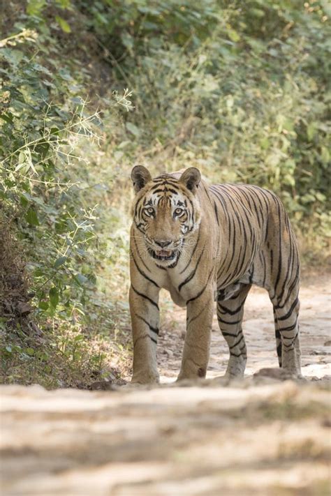 Bengal Tiger Walking On Forest Path Stock Photo Image Of Mammal