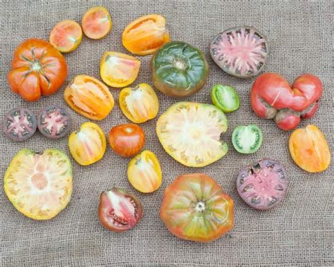 Heirloom Tomatoes Everything You Need To Know Heirloom Tomatoes