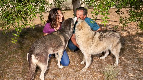 Lessons On Marriage And Life From The Wolf Dogs The New York Times