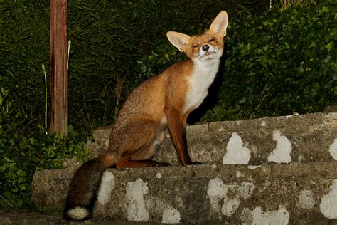 The Complete Fox Of The Day1508171508179980