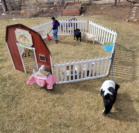 Mobile Petting Zoo For Parties In Colorado